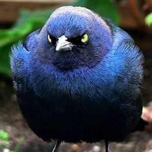 Meet your Posher, Ken